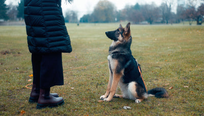 Wie du Leckerlis effektiv beim Hundetraining verwendest